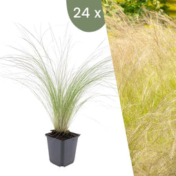 Plants by Frank | 24 Federgras planten | Stipa tenuissima 'Ponytails' | Winterharde bodembedekker planten | tuinplanten | Winterharde vaste planten meerjarig | Winterharde tuinplanten