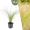 Plants by Frank | 24 Federgras planten | Stipa tenuissima 'Ponytails' | Winterharde bodembedekker planten | tuinplanten | Winterharde vaste planten meerjarig | Winterharde tuinplanten