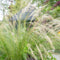 Plants by Frank | 24 Federgras planten | Stipa tenuissima 'Ponytails' | Winterharde bodembedekker planten | tuinplanten | Winterharde vaste planten meerjarig | Winterharde tuinplanten