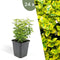 Plants by Frank | 24 Gele Kardinaalsmuts Planten | Euonymus 'Emerald 'n Gold' | Winterharde bodembedekker planten | tuinplanten | Winterharde vaste planten meerjarig | Winterharde tuinplanten
