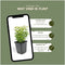 Plants by Frank | 24 Gele Kardinaalsmuts Planten | Euonymus 'Emerald 'n Gold' | Winterharde bodembedekker planten | tuinplanten | Winterharde vaste planten meerjarig | Winterharde tuinplanten