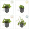 Plants by Frank | 24 Goudaardbei planten | Waldsteinia ternata | Winterharde bodembedekker planten | tuinplanten | Winterharde vaste planten meerjarig | Winterharde tuinplanten
