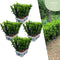 Plants by Frank | 24 Groene Kardinaalsmuts Haagplanten | Euonymus japonicus 'Green Spire' | Buxusvervanger | Winterharde haagplanten | Groenblijvende haag