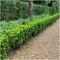 Plants by Frank | 24 Groene Kardinaalsmuts Haagplanten | Euonymus japonicus 'Green Spire' | Buxusvervanger | Winterharde haagplanten | Groenblijvende haag