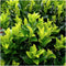 Plants by Frank | 24 Groene Kardinaalsmuts Haagplanten | Euonymus japonicus 'Green Spire' | Buxusvervanger | Winterharde haagplanten | Groenblijvende haag