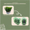 Plants by Frank | 24 Groene Kardinaalsmuts Haagplanten | Euonymus japonicus 'Green Spire' | Buxusvervanger | Winterharde haagplanten | Groenblijvende haag