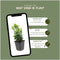 Plants by Frank | 24 Groene Kardinaalsmuts Planten | Euonymus japonicus 'Green Spire' | Winterharde bodembedekker planten | tuinplanten | Winterharde vaste planten meerjarig | Winterharde tuinplanten