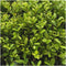 Plants by Frank - 24 hulstplanten winterhard | 24 x Ø7 cm - 15 cm | Ilex crenata Jenny | haagplanten | buxus vervanger | Tuinplanten | Planten