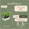 Plants by Frank - 24 hulstplanten winterhard | 24 x Ø7 cm - 15 cm | Ilex crenata Jenny | haagplanten | buxus vervanger | Tuinplanten | Planten