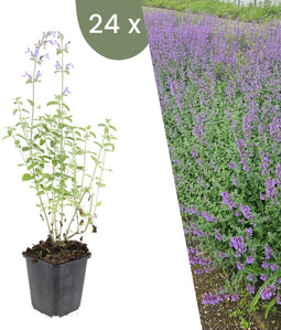 Plants by Frank | 24 kattenkruid planten | Nepeta 'Walker's Low' | Winterharde bodembedekker planten | tuinplanten | Winterharde vaste planten meerjarig | Winterharde tuinplanten