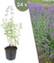 Plants by Frank | 24 kattenkruid planten | Nepeta 'Walker's Low' | Winterharde bodembedekker planten | tuinplanten | Winterharde vaste planten meerjarig | Winterharde tuinplanten