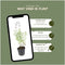 Plants by Frank | 24 kattenkruid planten | Nepeta 'Walker's Low' | Winterharde bodembedekker planten | tuinplanten | Winterharde vaste planten meerjarig | Winterharde tuinplanten