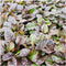 Plants by Frank | 24 Kruipend zenegroen planten | Ajuga reptans | bodembedekkers Winterhard | Winterharde planten voor de tuin | Winterharde vaste planten | Winterharde tuinplanten
