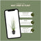 Plants by Frank | 24 Lampenpoetsergras Planten | Pennisetum alopecuroides 'Hameln' | Winterharde bodembedekker planten | tuinplanten | Siergrassen | Winterharde vaste planten meerjarig | Winterharde tuinplanten