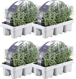 Plants by Frank - 24 Lavendelplanten - Vaste planten - Tuinplanten - 24 x Ø7 cm - 15 cm - Lavendelplant winterhard - planten
