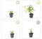 Plants by Frank | 24 loodkruid planten | Ceratostigma plumbaginoides | Winterharde bodembedekker planten | tuinplanten | Winterharde vaste planten meerjarig | Winterharde tuinplanten