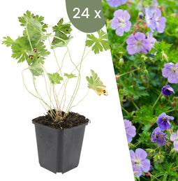 Plants by Frank | 24 Ooievaarsbek Planten | Geranium 'Rozanne' | Winterharde bodembedekker planten | tuinplanten | Winterharde vaste planten meerjarig | Winterharde tuinplanten