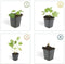 Plants by Frank | 24 Ooievaarsbek Planten | Geranium 'Rozanne' | Winterharde bodembedekker planten | tuinplanten | Winterharde vaste planten meerjarig | Winterharde tuinplanten