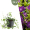 Plants by Frank | 24 Paarse Maagdenpalm planten | Vinca minor 'Atropurpurea' | Winterharde bodembedekker planten | tuinplanten | Winterharde vaste planten meerjarig | Winterharde tuinplanten
