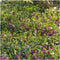 Plants by Frank | 24 Paarse Maagdenpalm planten | Vinca minor 'Atropurpurea' | Winterharde bodembedekker planten | tuinplanten | Winterharde vaste planten meerjarig | Winterharde tuinplanten