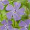 Plants by Frank | 24 Paarse Maagdenpalm planten | Vinca minor 'Atropurpurea' | Winterharde bodembedekker planten | tuinplanten | Winterharde vaste planten meerjarig | Winterharde tuinplanten