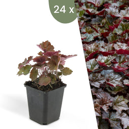 Plants by Frank | 24 Purperklokjes Planten | Heuchera micrantha 'Palace Purple' | Winterharde bodembedekker planten | tuinplanten | Winterharde vaste planten meerjarig | Winterharde tuinplanten