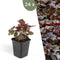 Plants by Frank | 24 Purperklokjes Planten | Heuchera micrantha 'Palace Purple' | Winterharde bodembedekker planten | tuinplanten | Winterharde vaste planten meerjarig | Winterharde tuinplanten