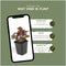 Plants by Frank | 24 Purperklokjes Planten | Heuchera micrantha 'Palace Purple' | Winterharde bodembedekker planten | tuinplanten | Winterharde vaste planten meerjarig | Winterharde tuinplanten