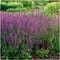 Plants by Frank | 24 Salie planten | Salvia nemorosa 'Ostfriesland' | Winterharde bodembedekker planten | tuinplanten | Winterharde vaste planten meerjarig | Winterharde tuinplanten