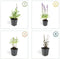 Plants by Frank | 24 Salie planten | Salvia nemorosa 'Ostfriesland' | Winterharde bodembedekker planten | tuinplanten | Winterharde vaste planten meerjarig | Winterharde tuinplanten