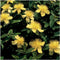 Plants by Frank | 24 Sint-Janskruid Planten | Hypericum calycinum | Winterharde bodembedekker planten | tuinplanten | Winterharde vaste planten meerjarig | Winterharde tuinplanten
