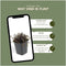 Plants by Frank | 24 Stekelnoot planten | Acaena microphylla 'Kupferteppich' | Winterharde bodembedekker | Winterharde planten voor de tuin | Winterharde vaste planten meerjarig | Winterharde tuinplanten