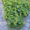 Plants by Frank | 24 Vrouwenmantel Planten | Alchemilla mollis | Winterharde bodembedekker planten | tuinplanten | Winterharde vaste planten meerjarig | Winterharde tuinplanten