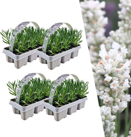 Plants by Frank | 24 witte Lavendelplanten | Vaste planten | Tuinplanten | 24 x Ø7 cm | 15 cm | Lavendelplant winterhard | planten