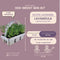 Plants by Frank | 24 witte Lavendelplanten | Vaste planten | Tuinplanten | 24 x Ø7 cm | 15 cm | Lavendelplant winterhard | planten