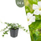 Plants by Frank | 24 Witte Maagdenpalm planten | Vinca minor 'Alba' | Winterharde bodembedekker planten | tuinplanten | Winterharde vaste planten meerjarig | Winterharde tuinplanten