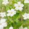 Plants by Frank | 24 Witte Maagdenpalm planten | Vinca minor 'Alba' | Winterharde bodembedekker planten | tuinplanten | Winterharde vaste planten meerjarig | Winterharde tuinplanten