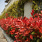 Plants by Frank | 25 grote Glansmispel Carré Rouge planten voor 10 strekkende meter haag | ↨ 80-100 cm in een 12 liter pot | Photinia fraseri Carré Rouge | haagplanten | haagplanten winterhard | haagplanten