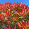Plants by Frank | 25 grote Glansmispel Carré Rouge planten voor 10 strekkende meter haag | ↨ 80-100 cm in een 12 liter pot | Photinia fraseri Carré Rouge | haagplanten | haagplanten winterhard | haagplanten
