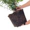 Plants by Frank | 25 grote Glansmispel Carré Rouge planten voor 10 strekkende meter haag | ↨ 80-100 cm in een 12 liter pot | Photinia fraseri Carré Rouge | haagplanten | haagplanten winterhard | haagplanten
