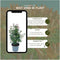 Plants by Frank | 25 grote Glansmispel Carré Rouge planten voor 10 strekkende meter haag | ↨ 80-100 cm in een 12 liter pot | Photinia fraseri Carré Rouge | haagplanten | haagplanten winterhard | haagplanten