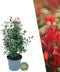 Plants by Frank | 25 grote Glansmispel Carré Rouge planten voor 10 strekkende meter haag | ↨ 80-100 cm in een 12 liter pot | Photinia fraseri Carré Rouge | haagplanten | haagplanten winterhard | haagplanten