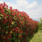 Plants by Frank | 25 grote Glansmispel planten voor 10 strekkende meter haag | ↨ 100-125 cm in 12 liter pot | Photinia Red Robin | haagplanten | winterharde haagplanten | haagplanten