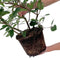 Plants by Frank | 25 grote Glansmispel planten voor 10 strekkende meter haag | ↨ 100-125 cm in 12 liter pot | Photinia Red Robin | haagplanten | winterharde haagplanten | haagplanten