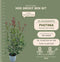 Plants by Frank | 25 grote Glansmispel planten voor 10 strekkende meter haag | ↨ 100-125 cm in 12 liter pot | Photinia Red Robin | haagplanten | winterharde haagplanten | haagplanten
