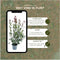 Plants by Frank | 25 grote Glansmispel planten voor 10 strekkende meter haag | ↨ 100-125 cm in 12 liter pot | Photinia Red Robin | haagplanten | winterharde haagplanten | haagplanten