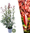 Plants by Frank | 25 grote Glansmispel planten voor 10 strekkende meter haag | ↨ 100-125 cm in 12 liter pot | Photinia Red Robin | haagplanten | winterharde haagplanten | haagplanten
