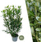 Plants by Frank | 25 Grote Laurierkers Herbergii voor 10 strekkende meter haag | ↨ 100-125 cm in 12 liter pot | Prunus Herbergii | Haagplanten | Winterharde haagplanten | Haagplanten | Laurierplant