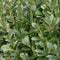 Plants by Frank | 25 Grote Laurierkers Herbergii voor 10 strekkende meter haag | ↨ 100-125 cm in 12 liter pot | Prunus Herbergii | Haagplanten | Winterharde haagplanten | Haagplanten | Laurierplant