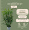 Plants by Frank | 25 Grote Laurierkers Herbergii voor 10 strekkende meter haag | ↨ 100-125 cm in 12 liter pot | Prunus Herbergii | Haagplanten | Winterharde haagplanten | Haagplanten | Laurierplant